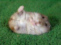 /album/fotogaleria/a1238-jpg/