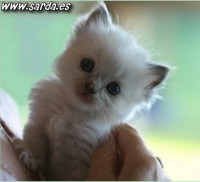 /album/fotogaleria/el-gato-mas-pequeno-jpg/